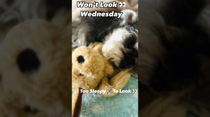 Won’t Look Wednesday Too Sleepy To Look #doggydays #wlw #miniatureschnauzers