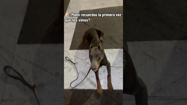 Te amo 🖤 #salsa #wlw #doberman #europeandoberman #miamilife #miami #puppy #dogmom