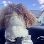 Day in our life🐶 #puppy #dogshorts #wlw #bestdayever #funny