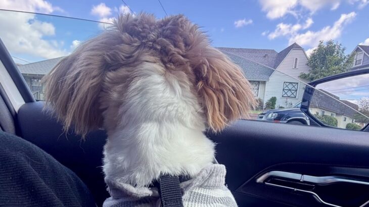 Day in our life🐶 #puppy #dogshorts #wlw #bestdayever #funny