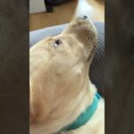 taurus chilling #labrador #labradorretriever #labradorpuppy #puppy #dog #uk #wlw #yt #ytshorts #fun