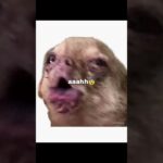 My collection of stupid dog pictures. #therian #fictionkin #therianthropy #otherhearted #wlw #viral