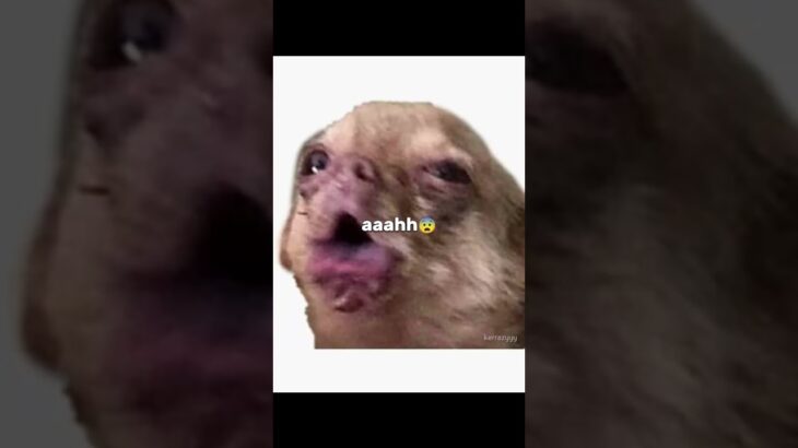 My collection of stupid dog pictures. #therian #fictionkin #therianthropy #otherhearted #wlw #viral