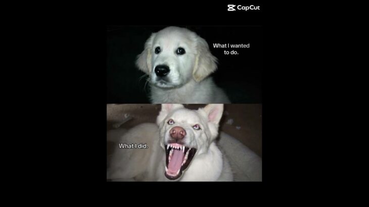 😛 #real #relatable #dog #puppy #wlw #ilovemygf #idk ￼#capcuttemplate