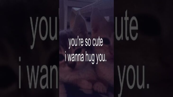 Lilyyy babyy #guitarcover #cover #guitarperformance #love #cat  #art #wlw
