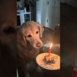 Puppy girls birthday is today 🎂🐶| #vlog #tiktok #birthday #wlw #dog #shorts #emotional