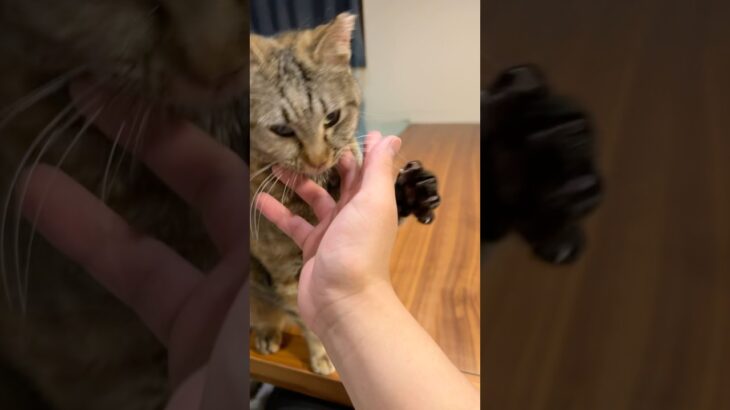 撫でくり回すとこうなる。 #shorts #cat #猫 #shortvideo #VTuber #部位tuber #猫のいる暮らし