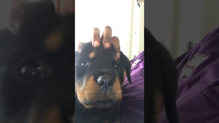 Cute puppies #puppy #rottweilerpuppy #wlw