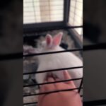 Puppy is very sad🍑 #greenscreen #wlw #funny #pov #facereveal #baby