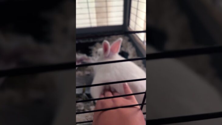 Puppy is very sad🍑 #greenscreen #wlw #funny #pov #facereveal #baby