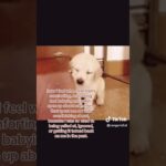 her voice genuinely makes me feel better #wlw #wlwtiktok #tiktok #repost