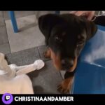 kiki is just a baby🥹#christinaandamber #chamber #wlw