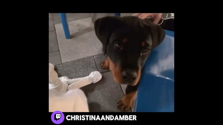 kiki is just a baby🥹#christinaandamber #chamber #wlw