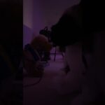 Both girls get togetherafter this 🫶🏽#wlw #LGBT+ #puppy #fypシ #myidea #essa #au