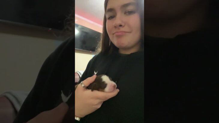 PUPPY. #puppy #wlw #viral #fypシ゚viral #fypシ #likeitup #relatable #wuhluhwuh