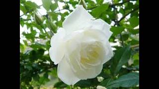 【スキルシュネーダメゼッタイ】 26/02/28 虹姫配信 ワンダーランドウォーズ