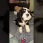 2 mommies #couples #puppy #lgbtcommunity #funnyshorts #2moms #wlw