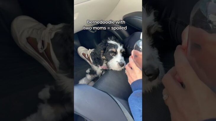 Her own water bottle lol #couples #bernedoodlepuppy #lgbtcommunity #wlw #puppy #funnyshorts #fyp