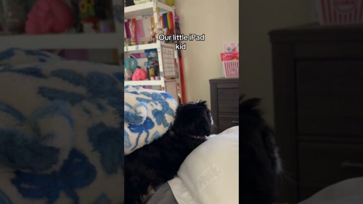 iPad kid lol #funny #comedyshorts #puppy #lgbtiq #fyp #comedyvideos #lgbtcommunity #wlw ￼