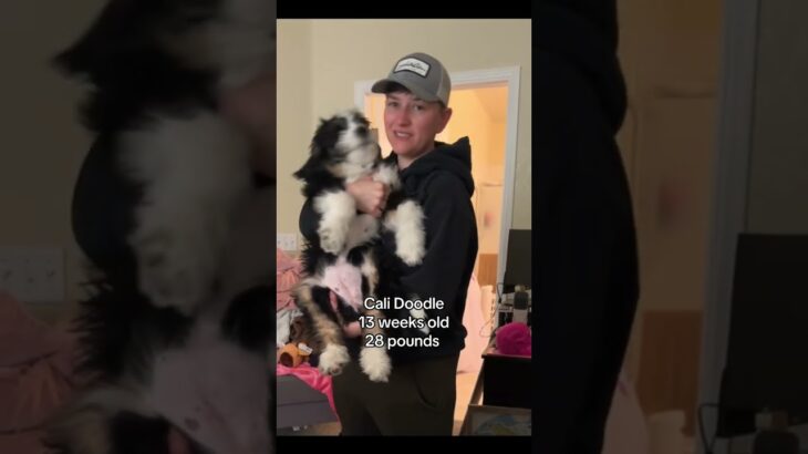 😅 #funnyshorts #bernedoodlepuppy #funny #comedyshorts #puppy #wlw