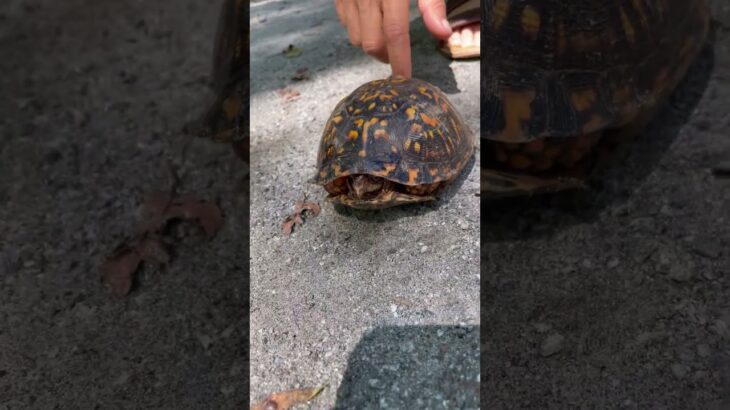 Hicimos un amiguito #puppylove #puppy #wlw #cute #mascotas #mascotas #turtle #dogs