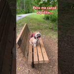 Me toco paseo! #puppy #wlw #puppylove #puppylove #mascotas #cute #happy