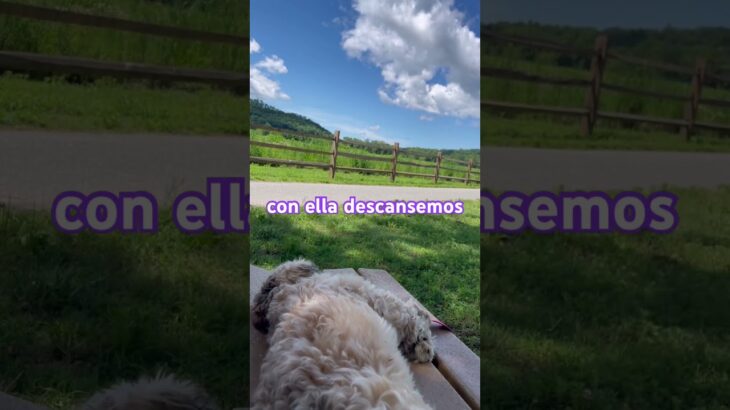 Una mañana diferente. #puppylove #puppy #mascotas #wlw #corre #happy #musica #pupy #sassy #cute
