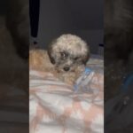#puppy #puppylove #mascotas #happy #wlw #cute