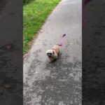 #puppy #puppylove #wlw #corre