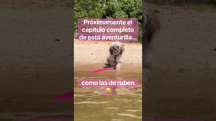 #Candy #Naufraga #love #puppy #cute #family #cutedog #pet #funny #comedy #wlw #wlwpet